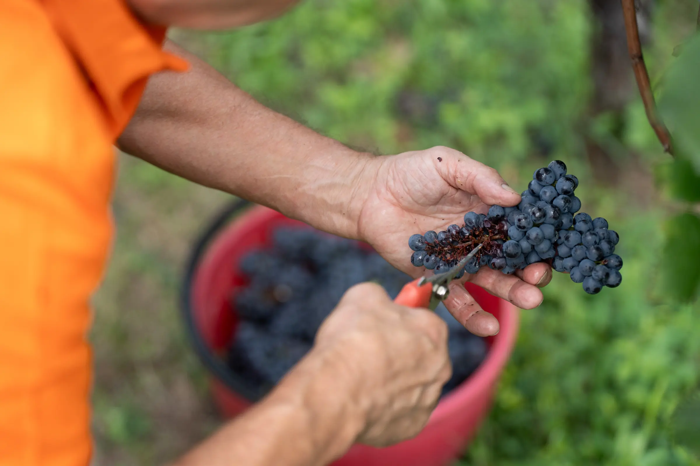 Un grappolo in vendemmia