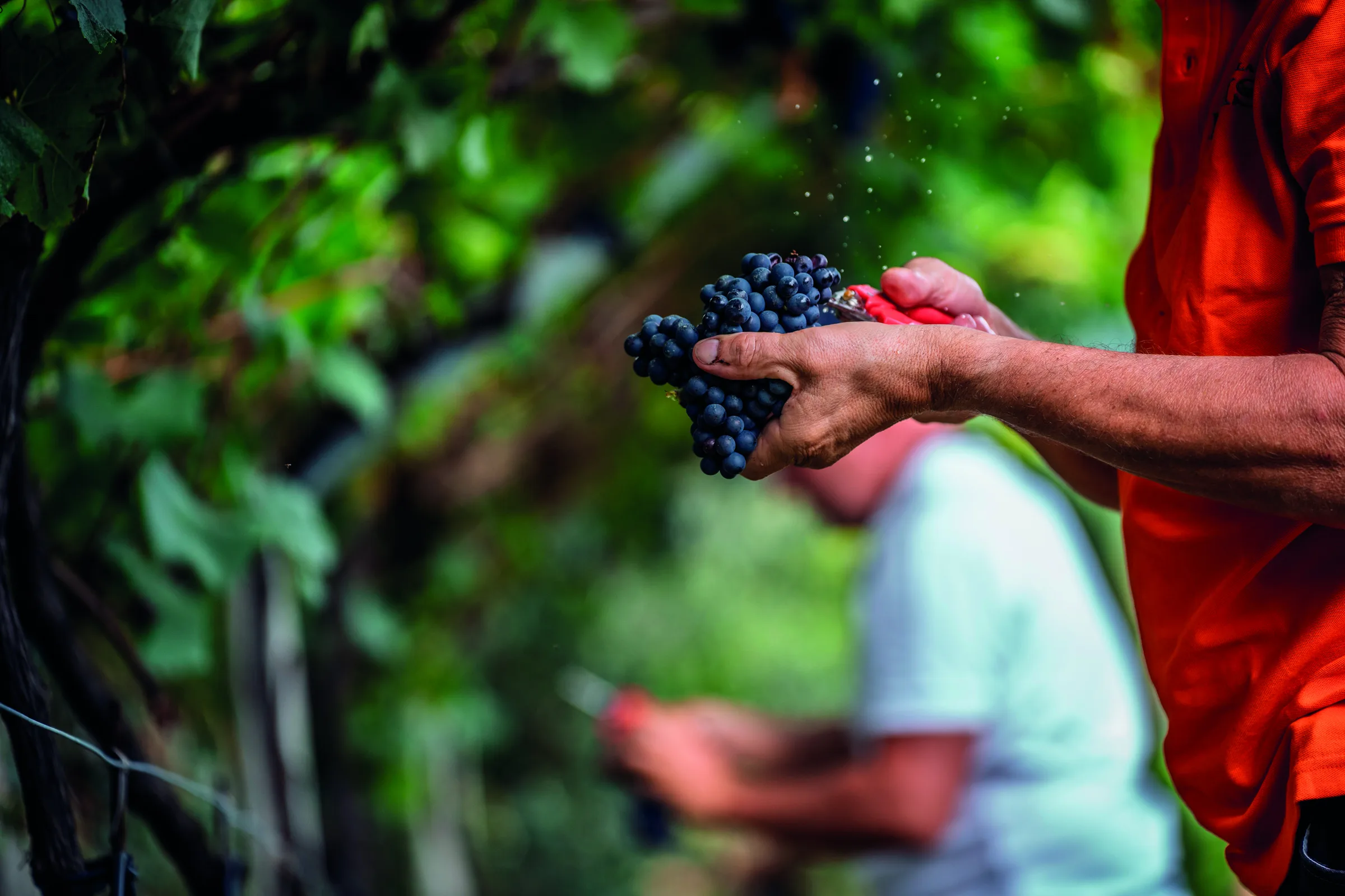 Un grappolo di uva nera tra le mani, in vendemmia