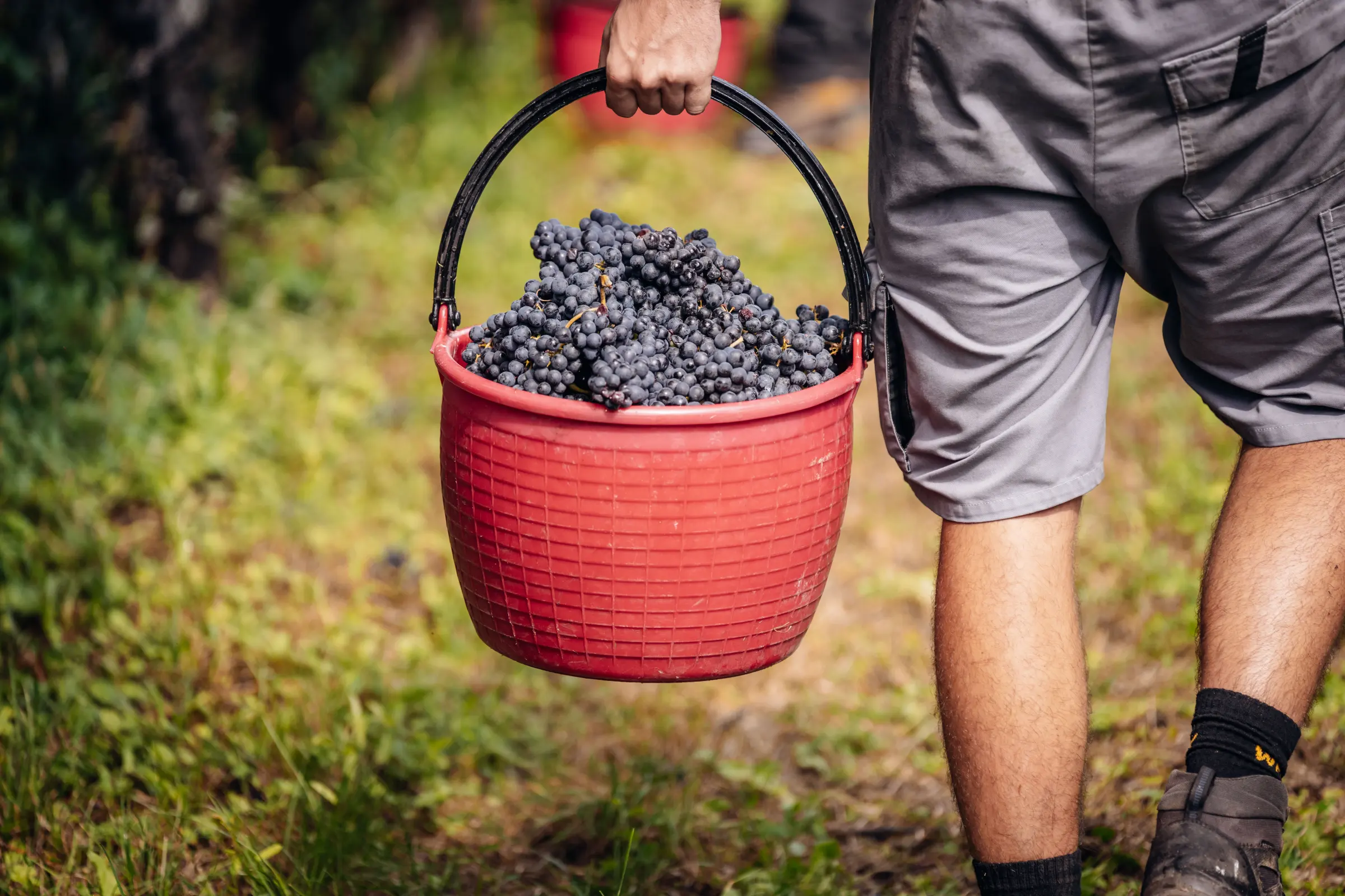 La vendemmia