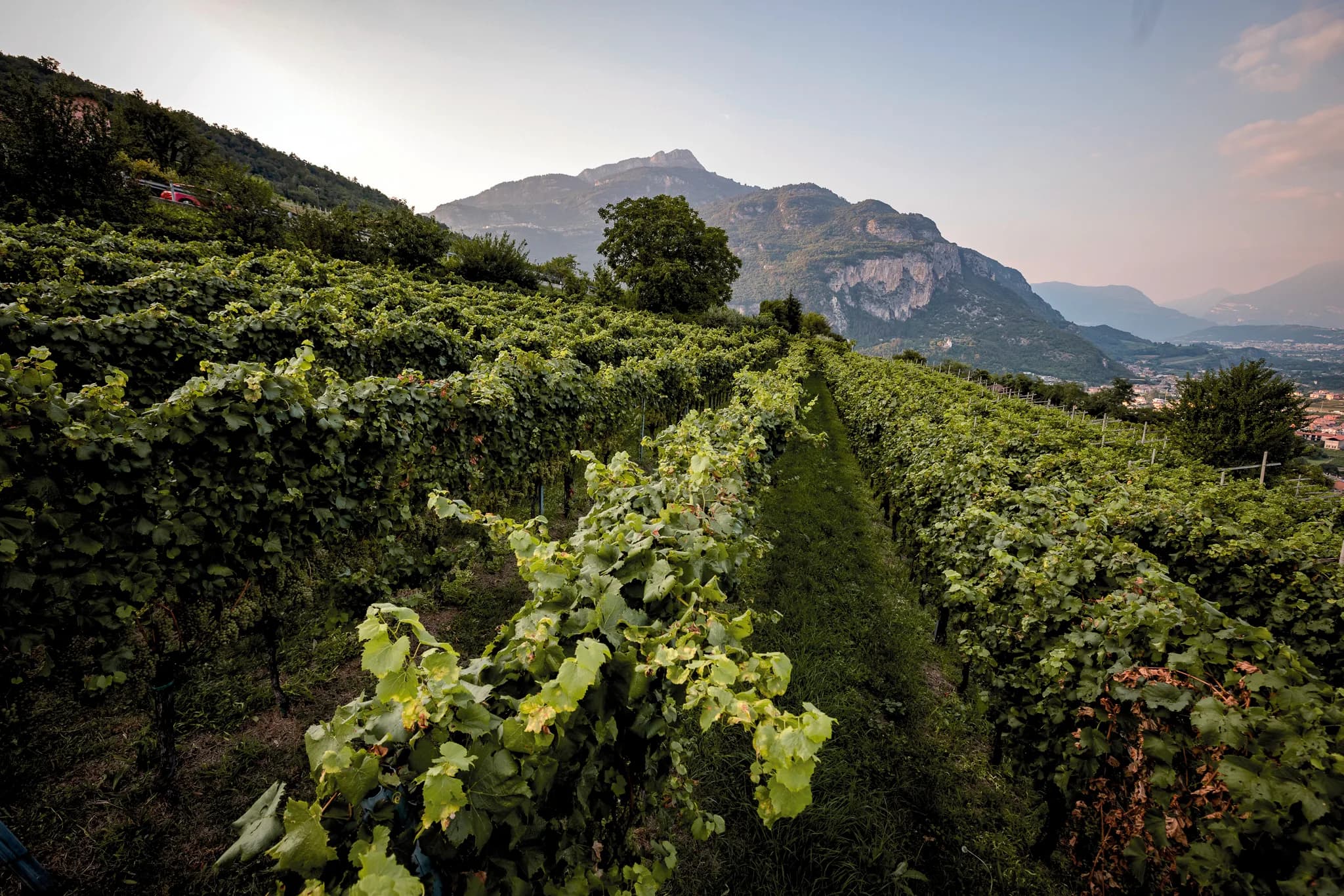 I filari di Paltis al tramonto, con la montagna e la valle dell’Adige sullo sfondo